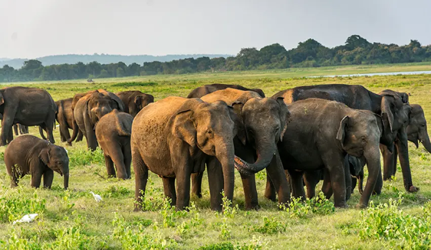 Udawalawa